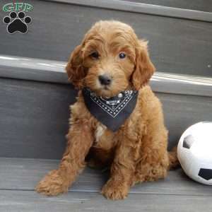 Hunter, Mini Goldendoodle Puppy